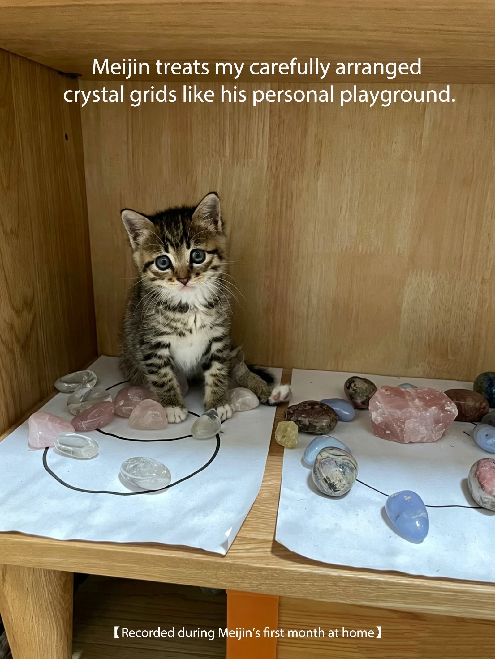 A playful rescue kitten sitting inside a carefully arranged crystal grid surrounded by natural crystals, representing emotional healing, companionship, and imperfect beauty.